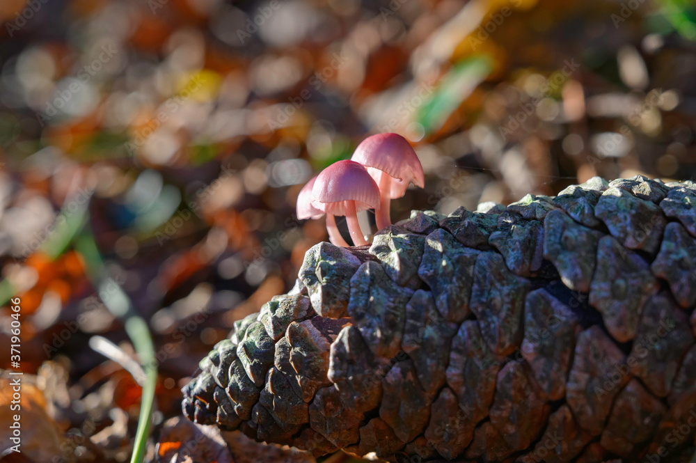 Champignons poussant sur une pomme de pin.