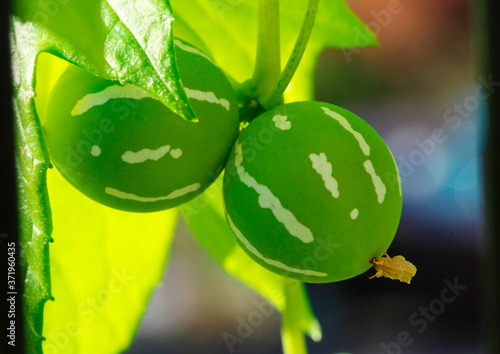 オキナワスズメウリの緑の実