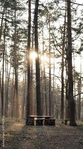 forest at sunset illi dawn, a ray of sun breaks through the forest haze, a place for rest and tranquility, fresh air and clean nature, forest landscape photo