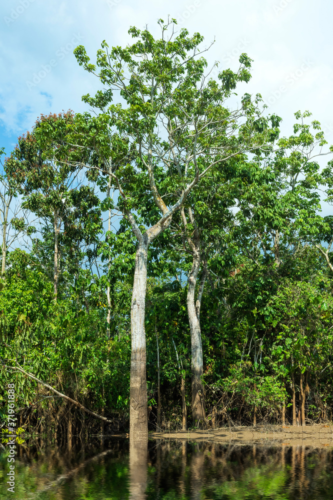 Flooded forest, Amazon river, Amazona state, Brazil Flooded forest, Amazon river, Amazona state, Brazil