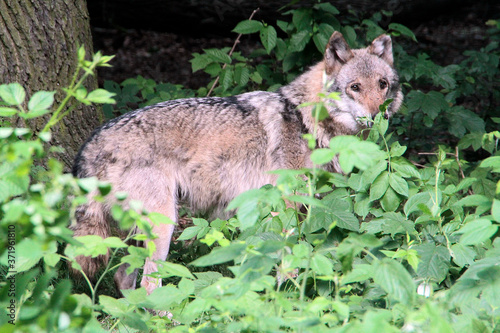 Der Wolf (Canus lupus) ist ein Raubtier, Sachsen, Deutschland, Europa
