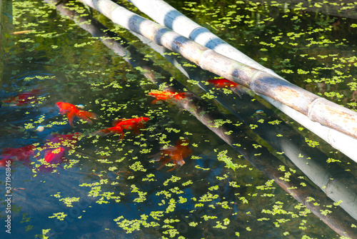 Photography poissons rouges dans un bassin