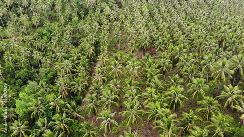 Huge palm plantation in tropical country. Small green palms growing on large plantation on sunny day in Thailand. Paradise island of Samui. deforestation of the planet for agriculture. Drone view