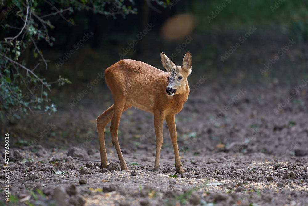 Roebuck in the forest
