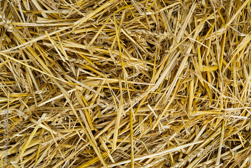 texture of dry straw. Yellow dry hay background close-up. texture of dry straw. Yellow dry hay background close-up.