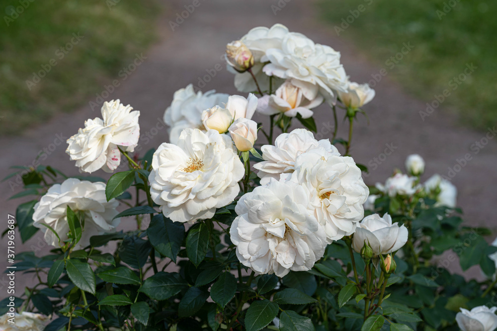 a cluster of white roses on the green lawn by the path a cluster of white roses on the green lawn by the path