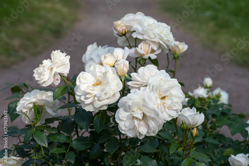 a cluster of white roses on the green lawn by the path
