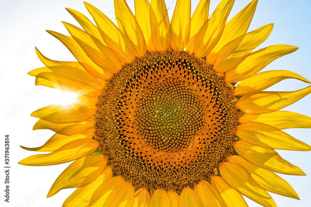 Fototapeta premium sunflower isolated on white background