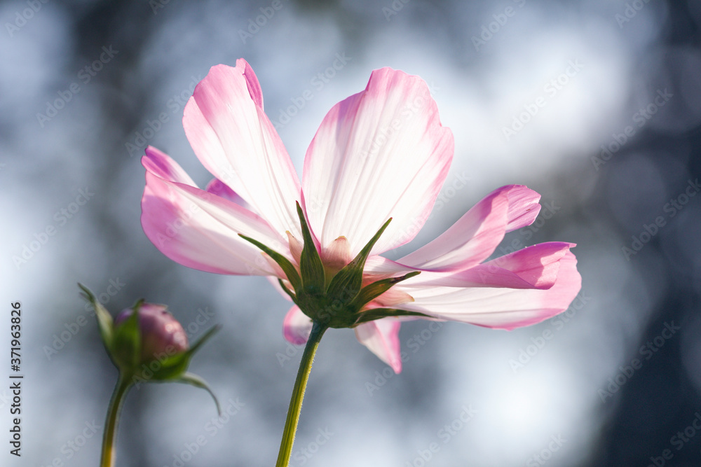 close up of pink flower underneath