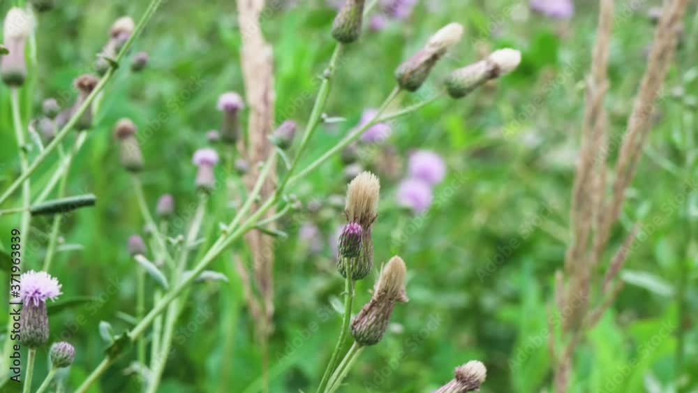 4k. Meadow flowers sway in the wind in a summer day plant Wheatgrass creeping 4k. Meadow flowers sway in the wind in a summer day plant Wheatgrass creeping