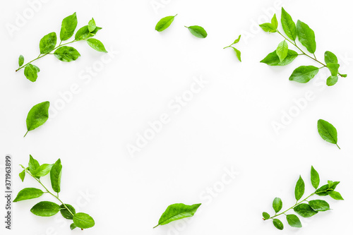 Frame of green leaves. Nature background layout. Top view