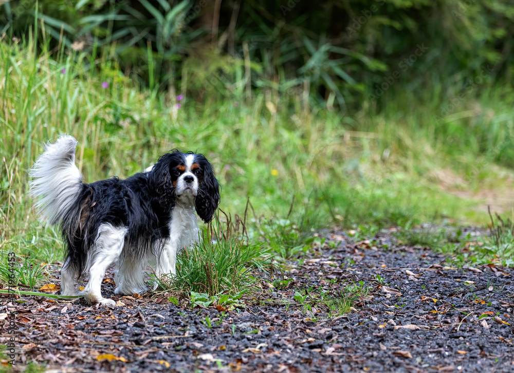 A cavalier king Charles Spaniel dog walks along a road in the woods