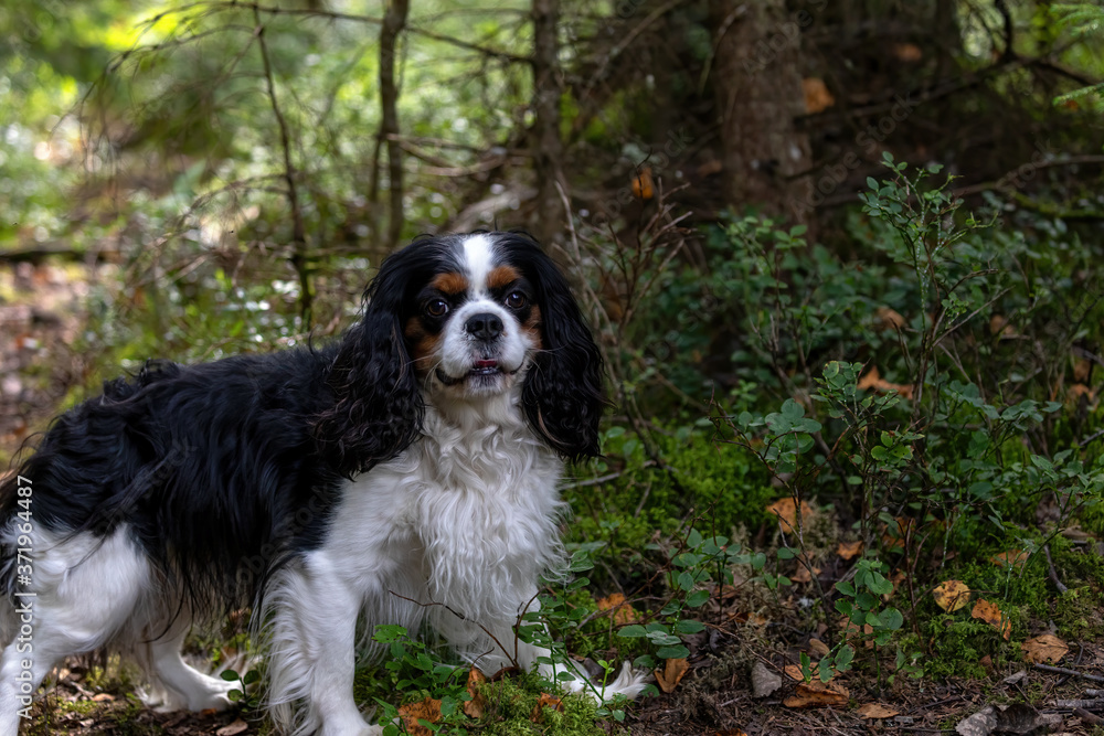 Dog breed cavalier king Charles Spaniel hunting in the woods Dog breed cavalier king Charles Spaniel hunting in the woods