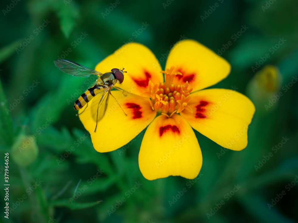 Drosophila Diptera hoverfly insect pollinating marigold flower, close up
