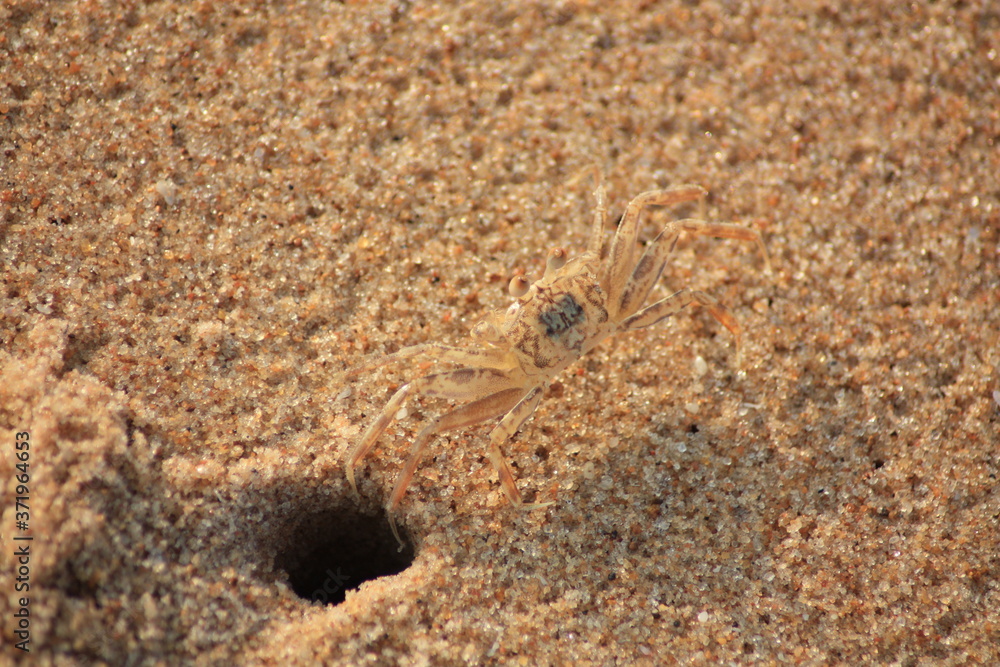 Petit crabe sortant de son abri dans la sable sur la plage de lomé, Togo Petit crabe sortant de son abri dans la sable sur la plage de lomé, Togo
