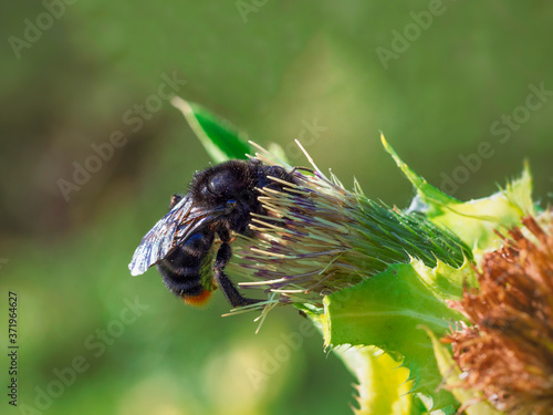 Large black bumblebee Bombus lapidarius (Linnaeus) on a flower