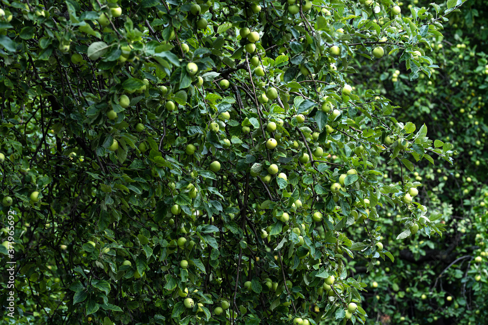 Fototapeta premium Apple orchard with green ripening apples