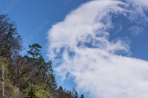 blown clouds at the sky with trees