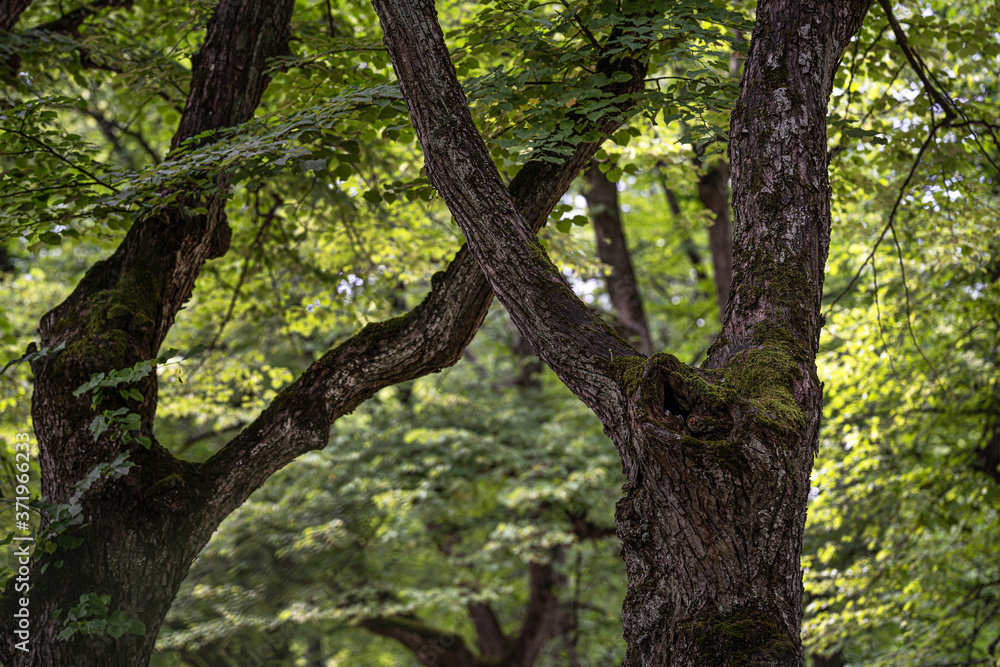 crossed branches of old trees with beautiful bark crossed branches of old trees with beautiful bark