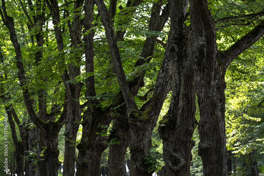 alley of old trees in the summer Park alley of old trees in the summer Park