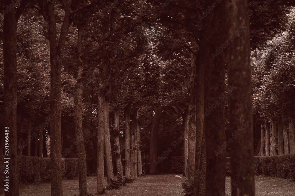 alley of the old Park in the summer venatino style alley of the old Park in the summer venatino style
