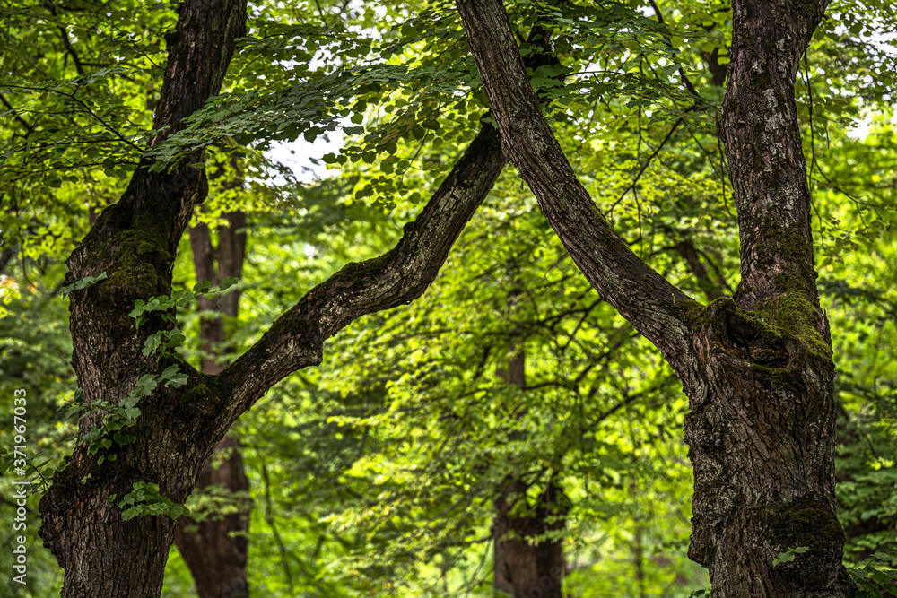 Fototapeta premium crossed branches of old trees with beautiful bark in the summer Park