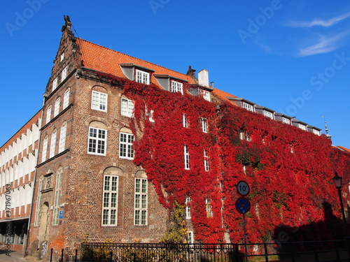 House of the Pelplin abbots with autumn ivy wall in Gdańsk, Poland photo