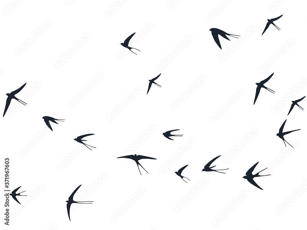 Flying swallow birds silhouettes vector illustration. Migratory martlets group isolated on white. Flying swallow birds silhouettes vector illustration. Migratory martlets group isolated on white.