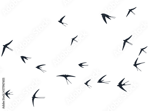 Flying swallow birds silhouettes vector illustration. Migratory martlets group isolated on white. 