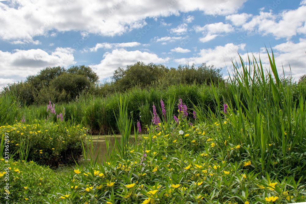 Obraz premium field of flowers