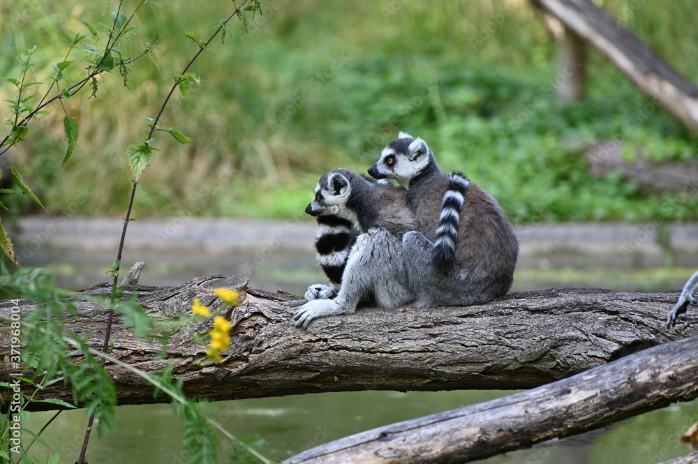 Fototapeta premium two ring tailed lemurs on a tree