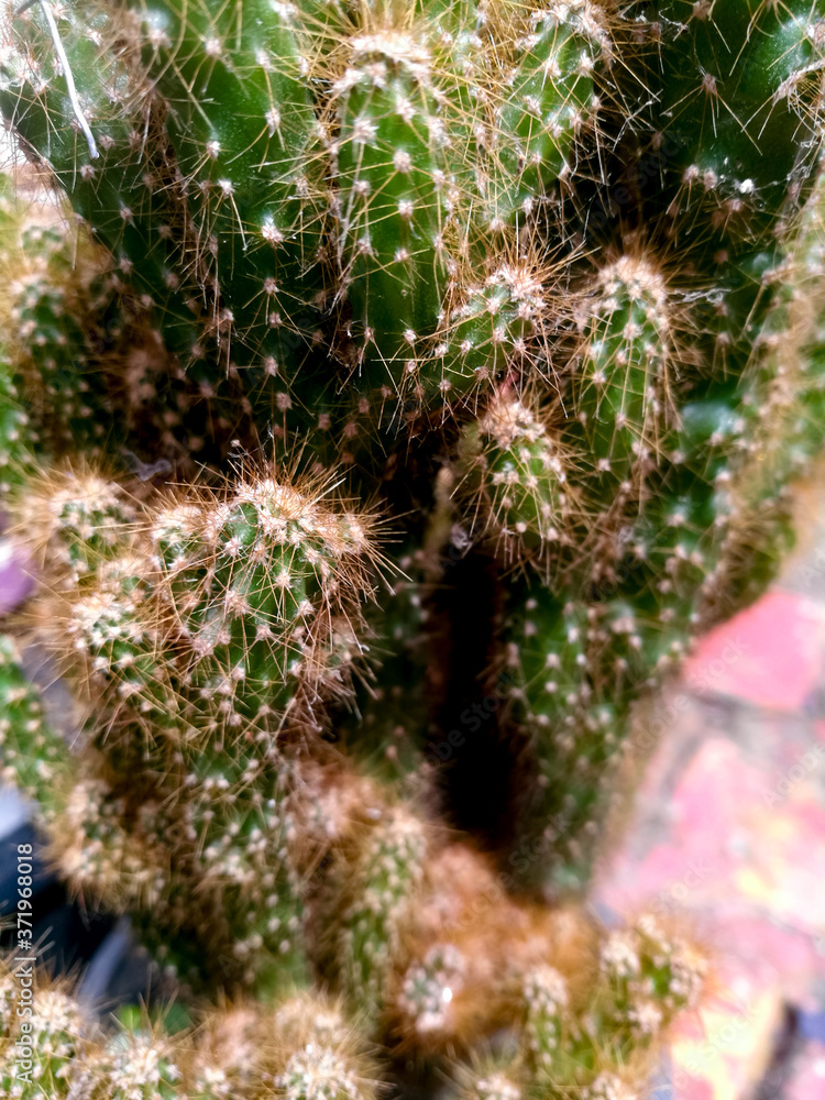 Cactus plant of miniature in a pot with small spines and thorns in it Cactus plant of miniature in a pot with small spines and thorns in it