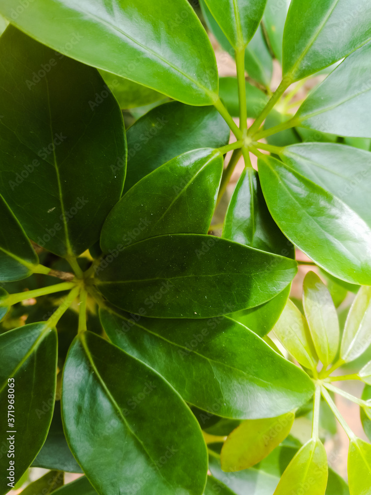 Green leaves scenery of a plant from top angle. Green leaves scenery of a plant from top angle.