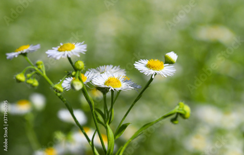 Chamomiles, daisies Chamomile flowers field wide background in sunlight. Beautiful scene scenes. Chamomile sky. Chamomile close up. Beautiful meadow. Summer background.