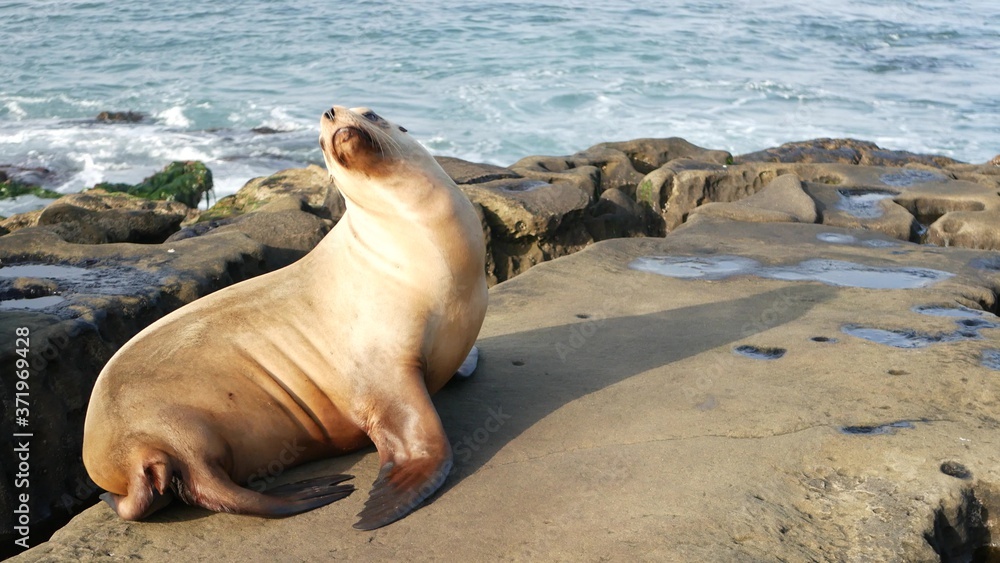 Fototapeta premium Sea lion on the rock in La Jolla. Wild eared seal resting near pacific ocean on stone. Funny wildlife animal lazing on the beach. Protected marine mammal in natural habitat, San Diego, California USA