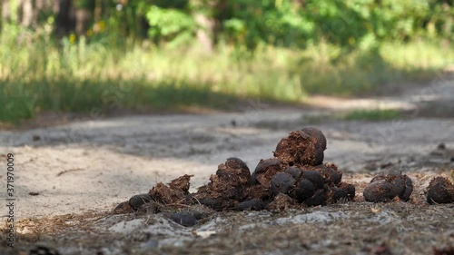 Wallpaper Mural Horse shit lies on the road in forest Torontodigital.ca