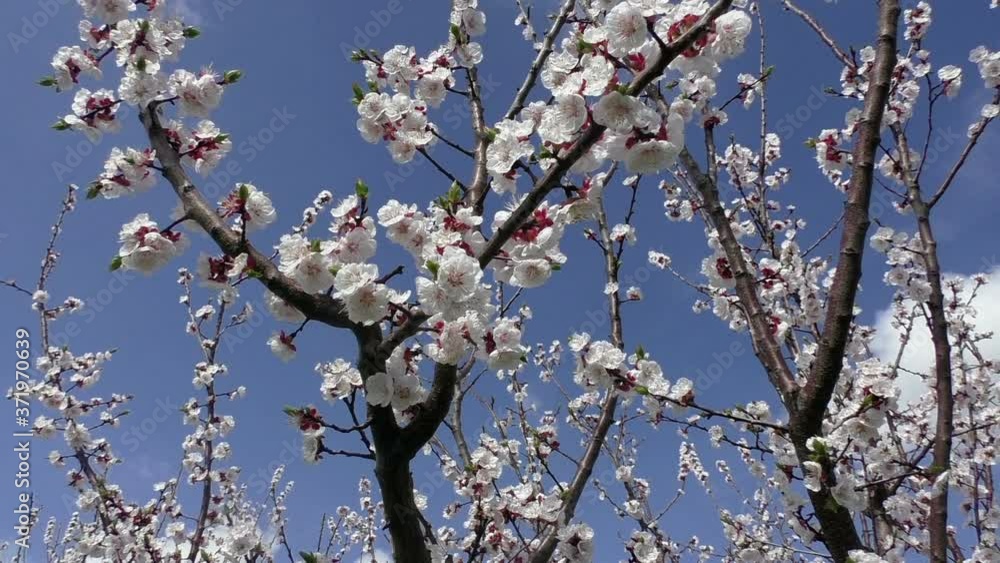 Apricot tree flowers with soft focus. Spring white flowers on a tree branch. Apricot tree in bloom. Spring, seasons, white flowers of apricot tree close-up. Apricot tree flowers with soft focus. Spring white flowers on a tree branch. Apricot tree in bloom. Spring, seasons, white flowers of apricot tree close-up.