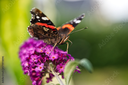 Schmetterling auf Flieder