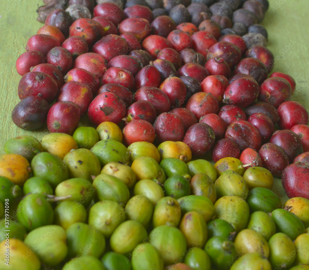 harvested coffee berries being dried