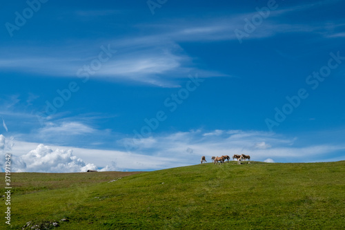 Cavalli su radura di erba