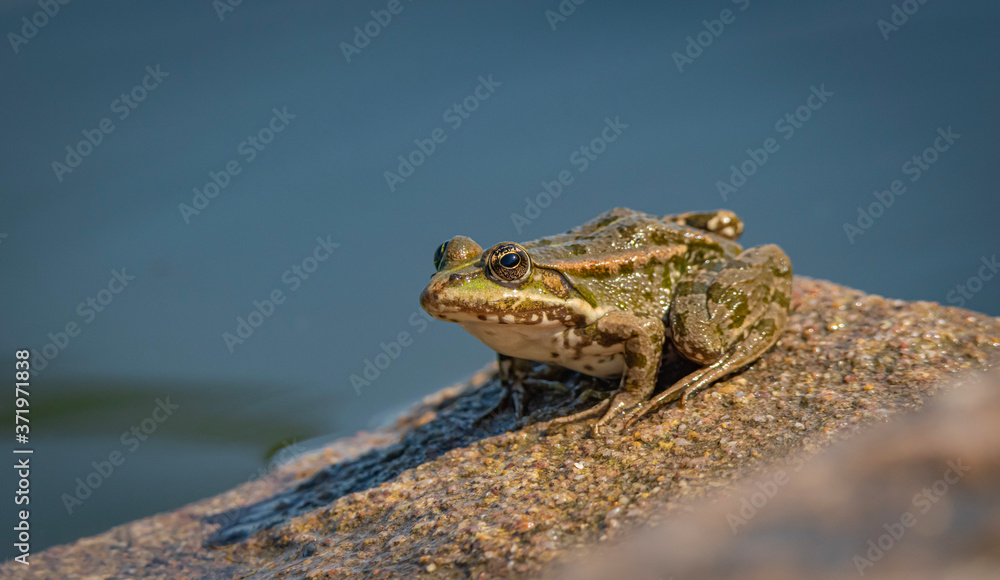 Obraz premium Marsh frog