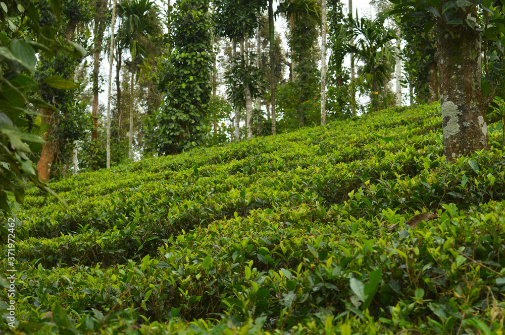 Tea leaves from a tea plantation