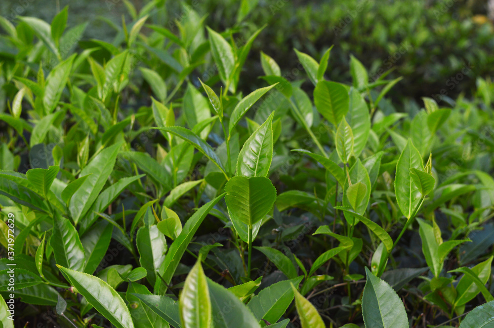 Obraz premium Tea leaves from a tea plantation