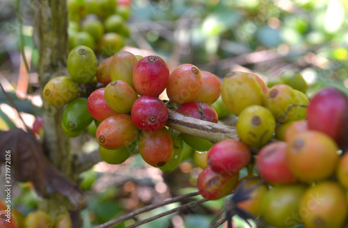 coffee berries on a branch