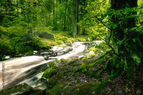   kosystem Atmosph  re Wald mit Bachlauf