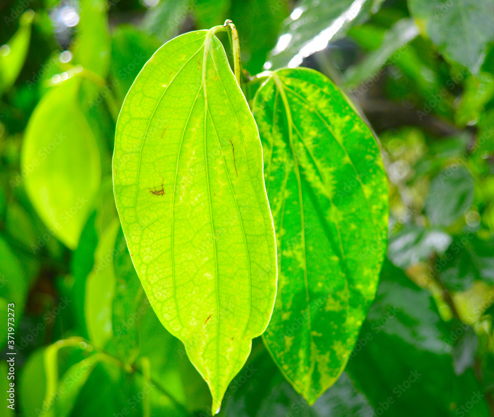 Obraz premium betal leaves ready for harvest