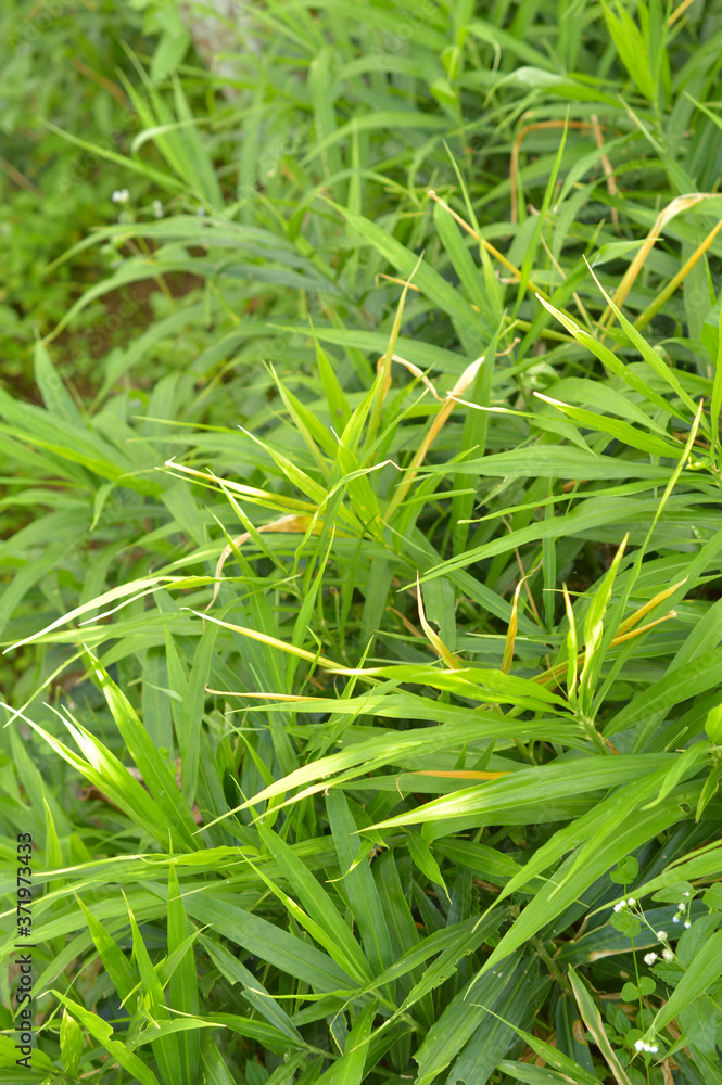 ginger plantations ginger plantations