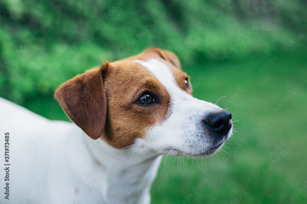 Adorable puppy Jack Russell Terrier on a green grass background.