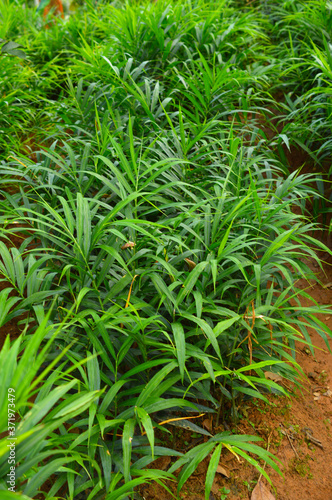 ginger plantations