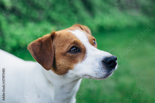 Adorable puppy Jack Russell Terrier on a green grass background.